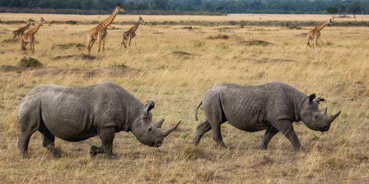 5-Day Lake Naivasha, Nakuru to Masai Mara Jeep Safari