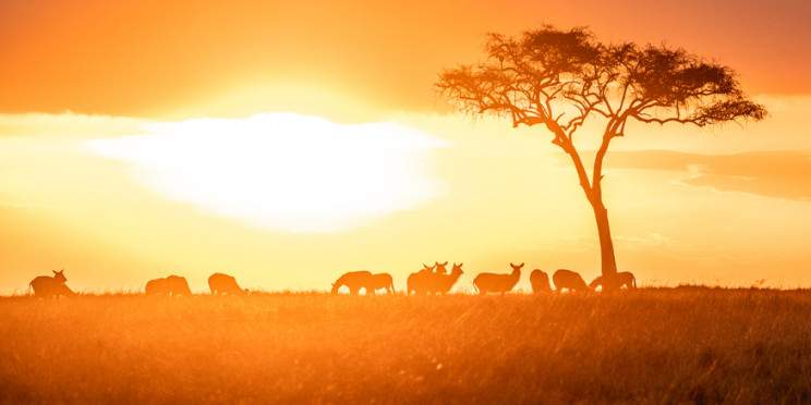 9-Day Samburu Olpajeta Nakuru Naivasha Masai Mara Safari