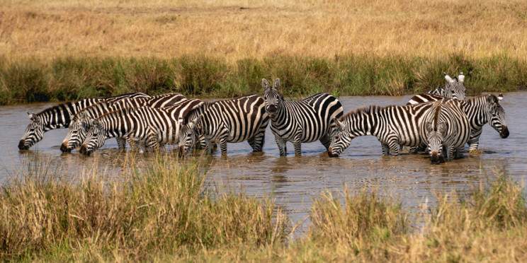 5-Day Amboseli, Naivasha & Mara