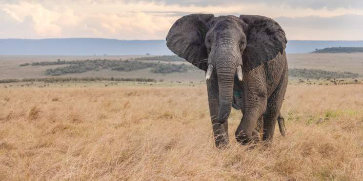 3-Day Tsavo East + Tsavo West from Mombasa