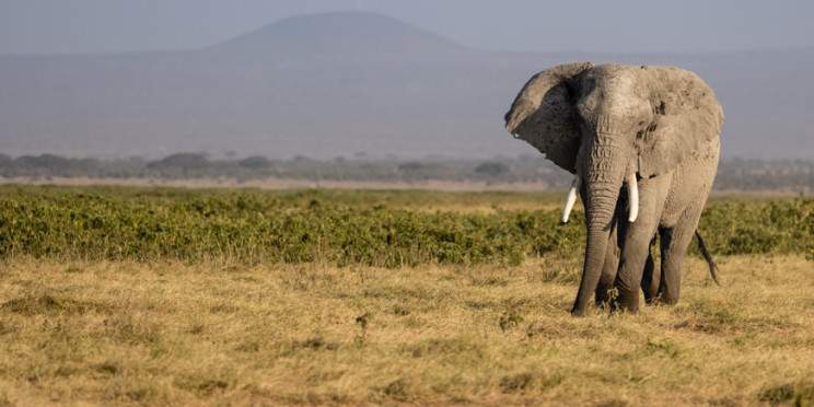 4-Day Mid-Range Maasai Mara & Lake Nakuru Safari
