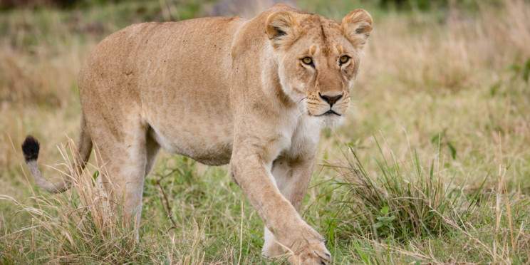 3-Day Masai Mara Group-Joining Safari with a 4x4 Jeep