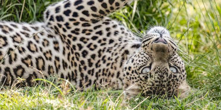 7-Day Nairobi, Amboseli, Salt Lick, Tsavo & Diani Safari