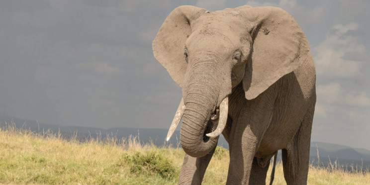 8-Day Mara-Nakuru-Naivasha-Amboseli Budget Safari on 4x4