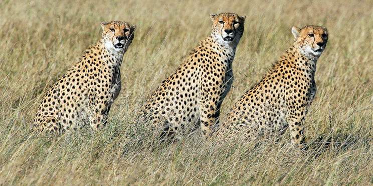 4-Day Luxurious Safari in the Golden Masai Mara