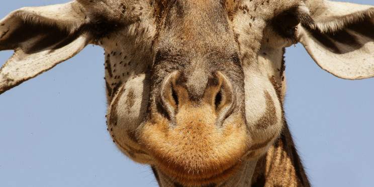3-Day Budget-Friendly Maasai Mara Wildlife Safari
