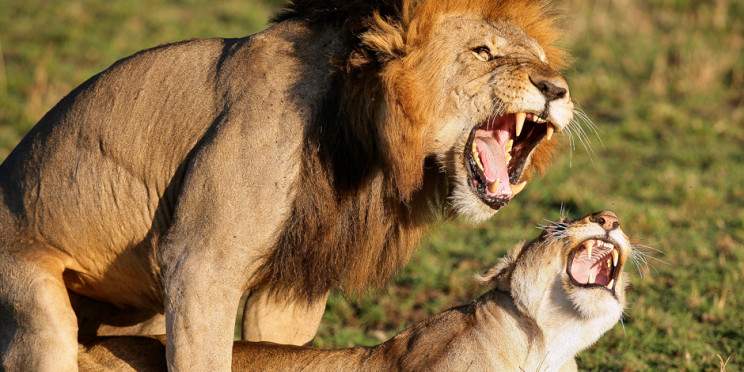 9-Day Majestic Kenya - Big Five Safari