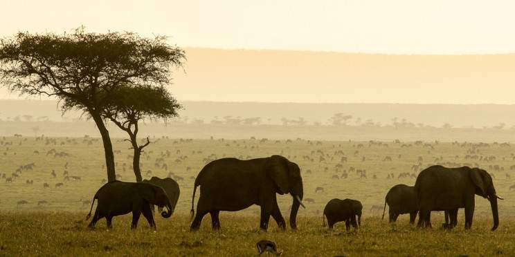 2-Day Masai Mara Great Migration Private Safari (Van)
