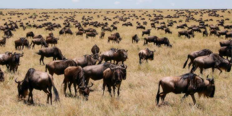 9-Day Kenya - Tanzania Safari Budget Tour