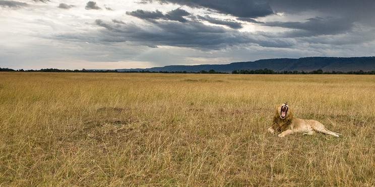 6-Day Amboseli, Lake Naivasha, Masai Mara Safari