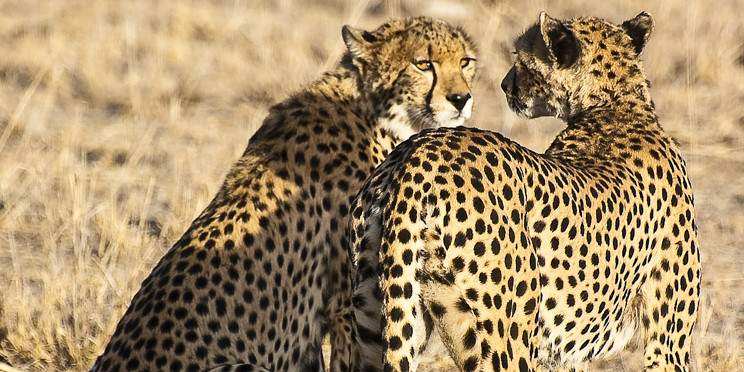 3-Day Maasai Mara Private Budget Safari with a 4x4 Jeep