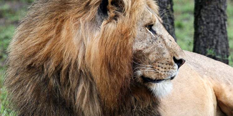 2-Day Maasai Mara Exceptional Memories-Enkorok Mara Camp
