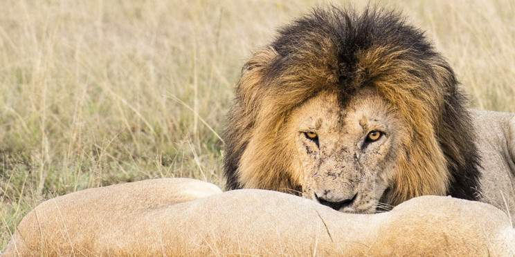 ½-Day Nairobi National Park Safari