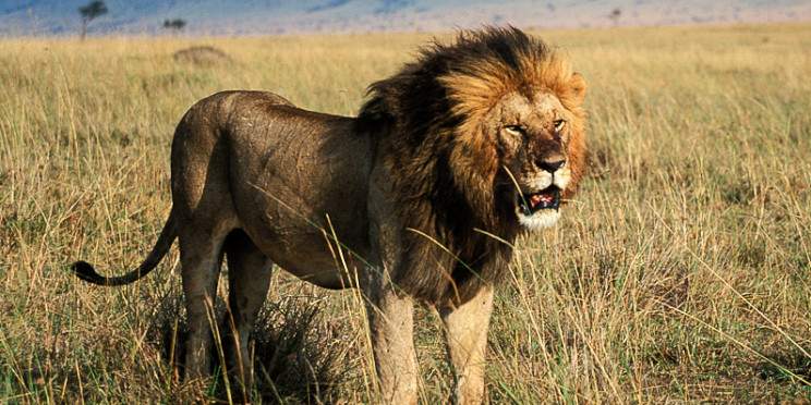 1-Day Full Day Guided Nairobi City Tour