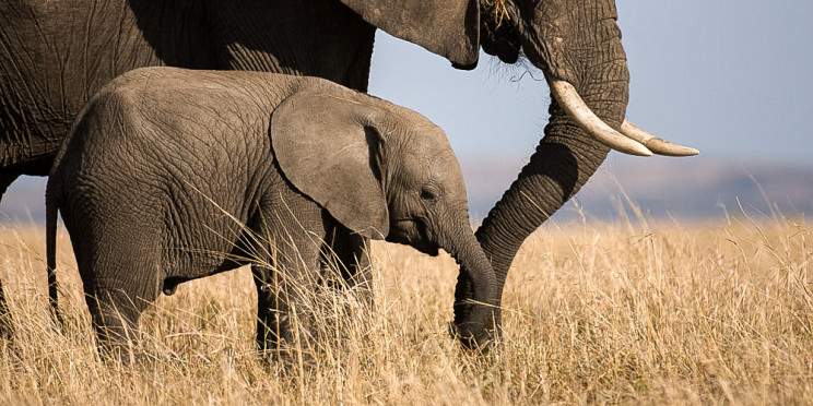 10-Day Kenya and Tanzania Midrange Tour