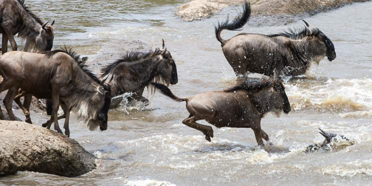 6-Day Masai Mara Safari and Diani Beach Holiday