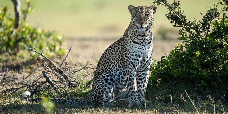 10-Day Highlights of Kenya and Tanzania Safari