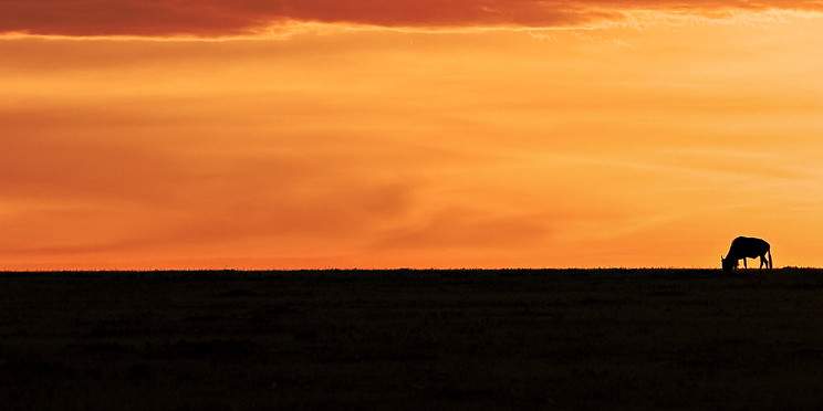 10-Day Sensational Safari Adventure to the Beach Minivan