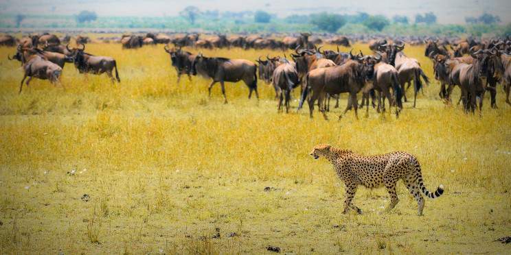 13-Day Explore Kenya-Tanzania with a Zanzibar Extension