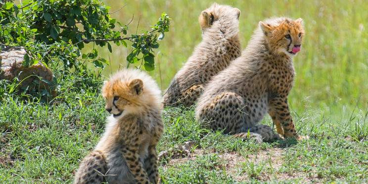 2-Day Private Masai Mara Tour in a Pop-up Safari Van