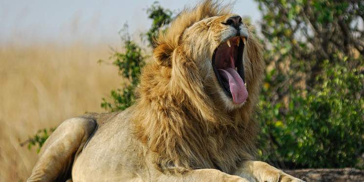 1-Day Amboseli National Park from Nairobi