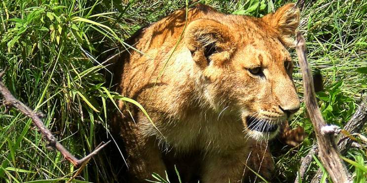 8-Day Diani, Tsavo, Salt Lick, Amboseli & Nairobi Safari