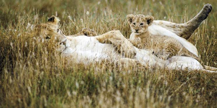 5-Day Adventure Safari in Kenya