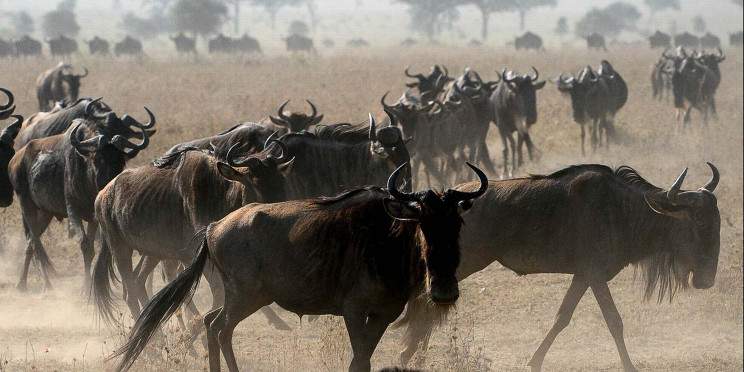 11-Day Kenya Royale - the Ultimate Safarie Scape