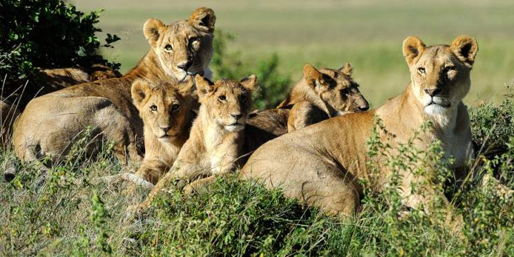 6-Day Walking Wilderness Safari at Kicheche Mara Camp