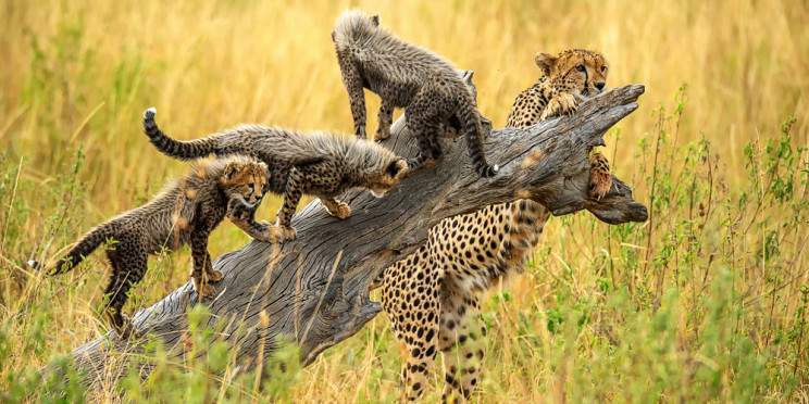 4-Day Masai Mara and Lake Nakuru Group Joining Tour