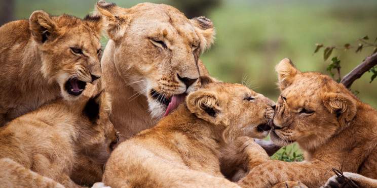 2-Day Tsavo East Adventure