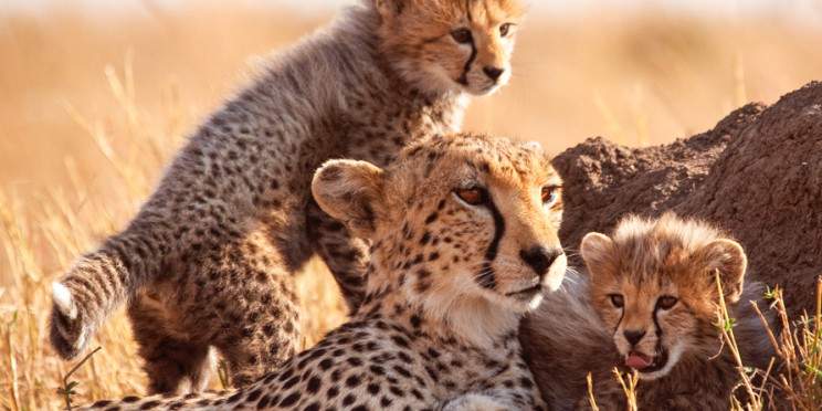 6-Day Into the Wild; Big Five Kenya Safari Experience