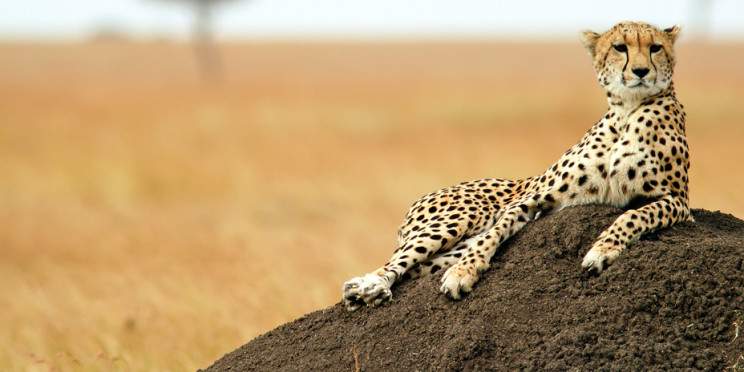 5-Day Masai Mara-Naivasha-Amboseli -Mombasa Safari Tour