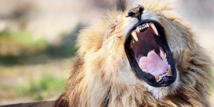 3-Day Midrange Ultimate Masai Mara Adventure