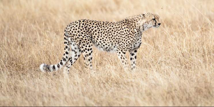 6-Day Magnificent Safari in a Pop up Mini Van