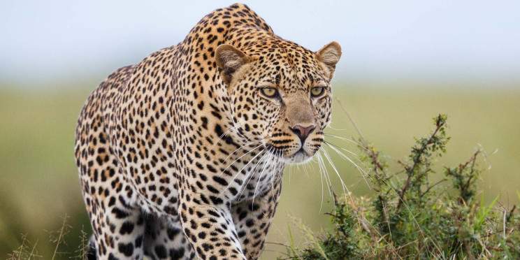 10-Day Kenya Tanzania Affordable Safari