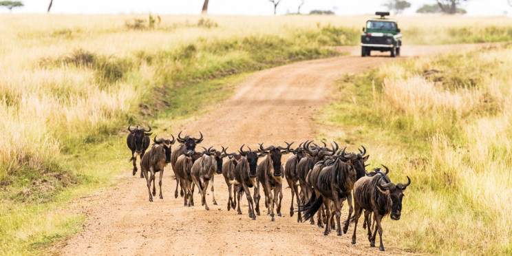 4-Day Masai Mara National Reserve Safari with Kentau
