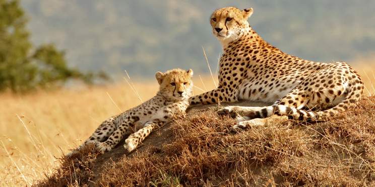 4-Day Tsavo East/West, Salt Lick, Amboseli Luxury Safari
