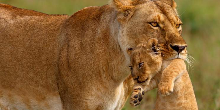 3-Day Ngutuni & Ziwani Sanctuary Adventure