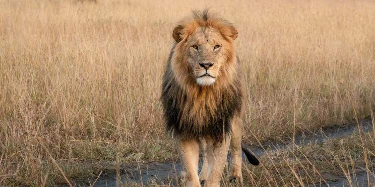 3-Day Masai Mara Midrange Safari Escape
