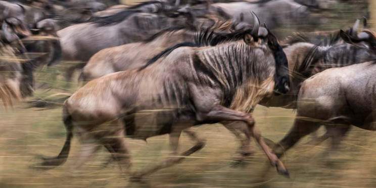 3-Day Masai Mara National Reserve Explorer