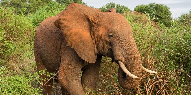 2-Day Amboseli Group Joining Safari 2024-2025