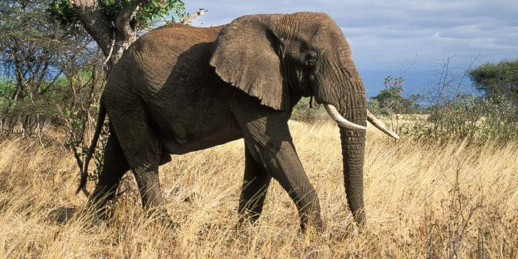 3-Day Meru National Park Kenya Safari Adventure