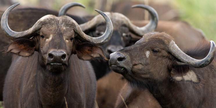 7-Day Luxury Adventure Safari Experience