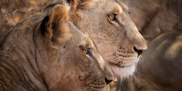 5-Day Masai Mara-Nakuru- Hells Gate Naivasha Budget Tour