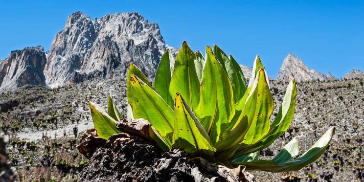 5-Day Mt Kenya Summiting via Scenic Alpine Lakes
