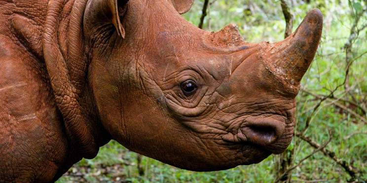 1-Day Nairobi National Park Escape