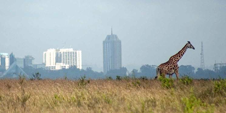 3-Day Nairobi City Safari Tour (Nairobi Explorer)