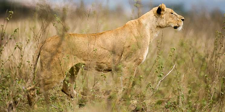9-Day Kenya Safari in the Savanna