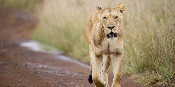 1-Day Nairobi City Tour